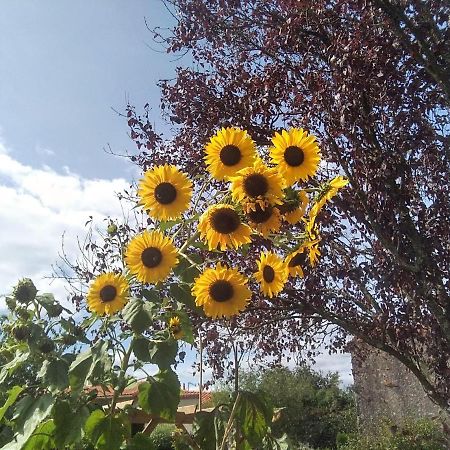 Bed and Breakfast Les Tournesols La Bernardiere Esterno foto
