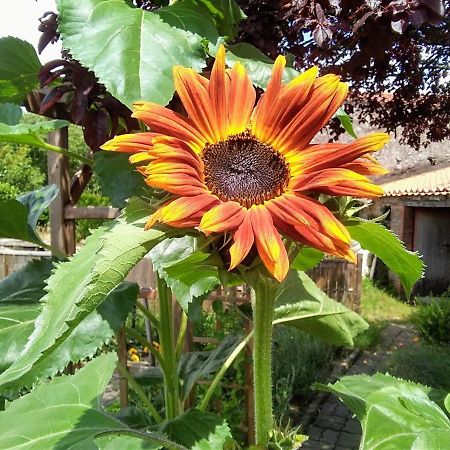 Bed and Breakfast Les Tournesols La Bernardiere Esterno foto