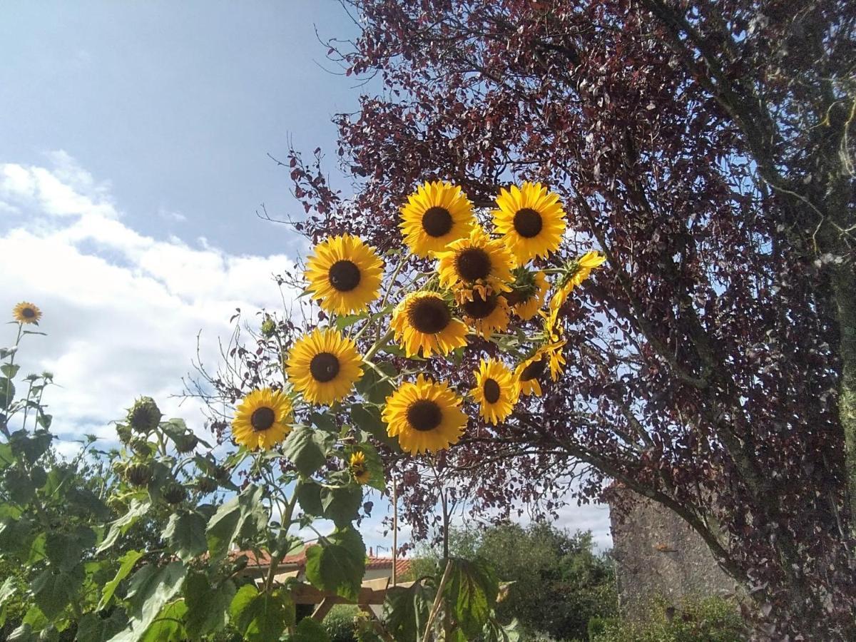 Bed and Breakfast Les Tournesols La Bernardiere Esterno foto
